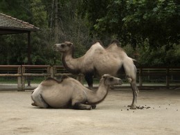  Jahresausflug Frankfurt Zoo 09